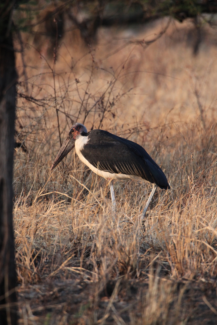 Serengeti N.P. Afrikaanse Maraboe (Leptoptilos Crumenifer) (1125)