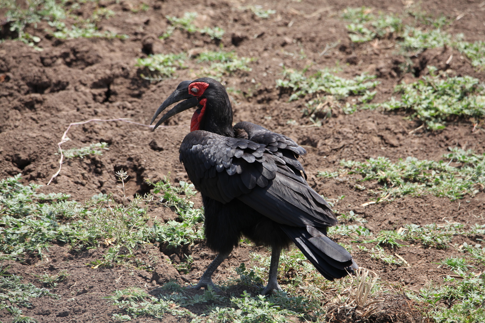 Serengeti N.P. Zuidelijke Hoornraaf (Bucorvus Leadbeateri) (0892)