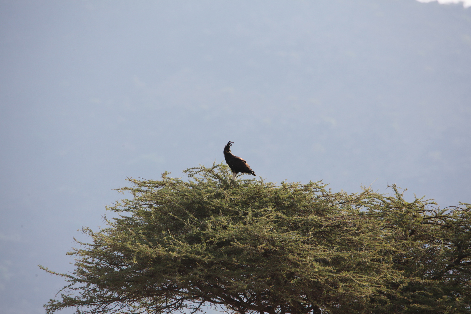 Serengeti N.P. Afrikaanse Zwarte Kuifarend (Lophaetus Occipitalis) (1069)