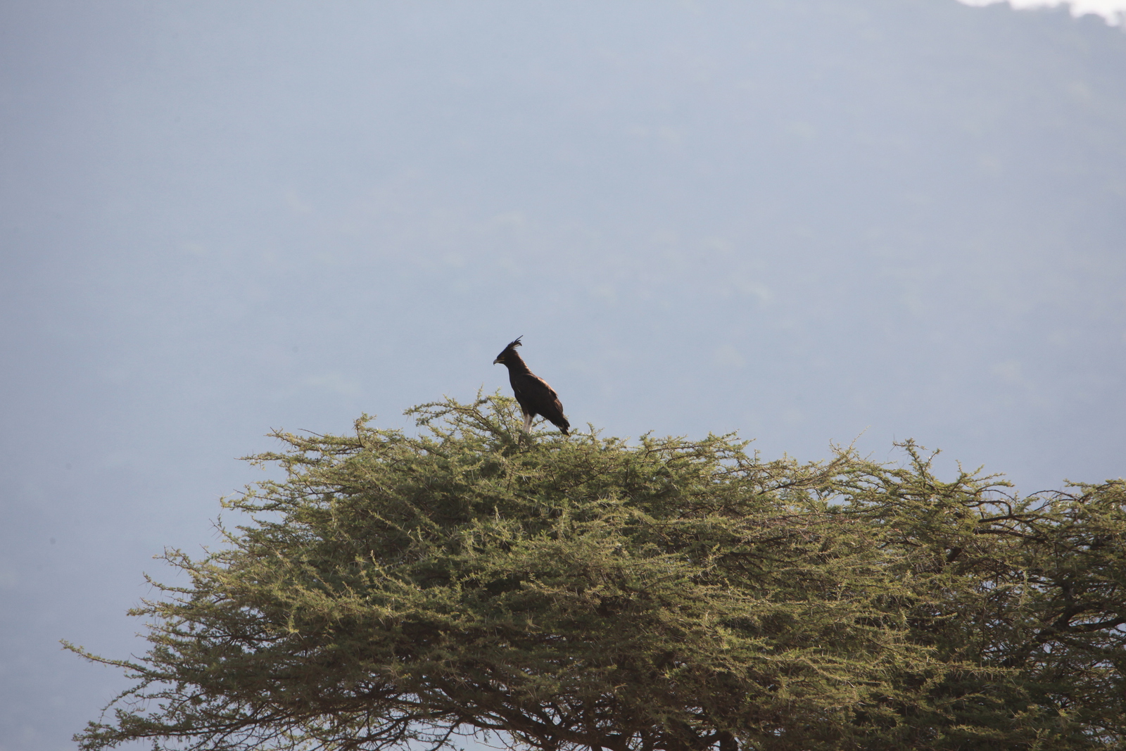 Serengeti N.P. Afrikaanse Zwarte Kuifarend (Lophaetus Occipitalis) (1070)