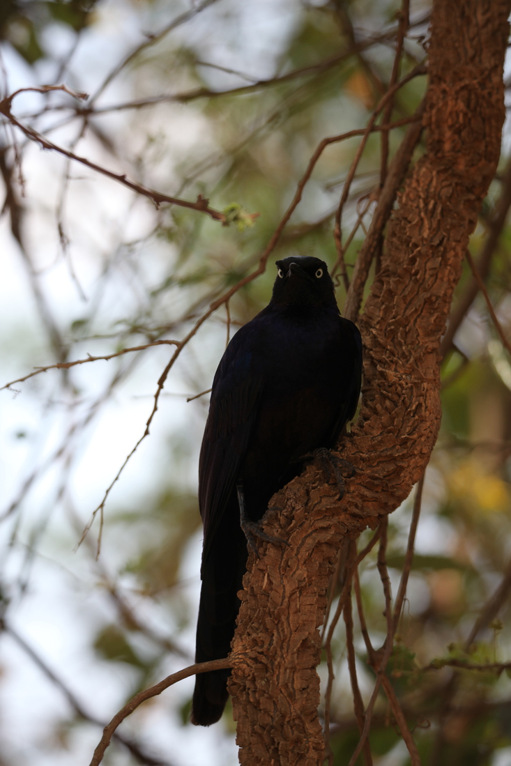 Serengeti N.P. Blauwe Langstaartglansspreeuw (Lamprotornis Purpuroptera) (0898)