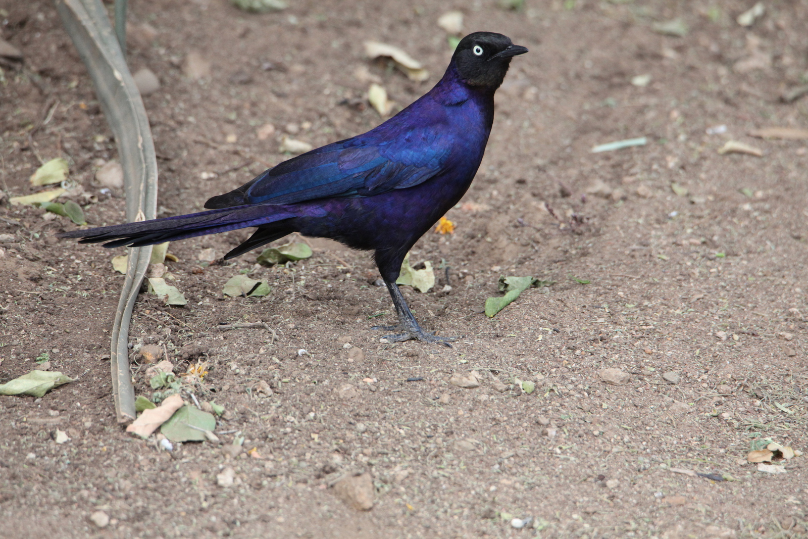 Serengeti N.P. Blauwe Langstaartglansspreeuw (Lamprotornis Purpuroptera) (0922)