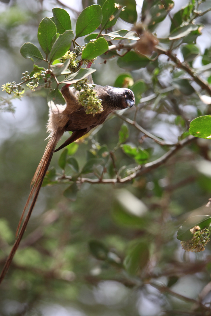 Serengeti N.P. Bruine Muisvogel (Colius Striatus) (0901)