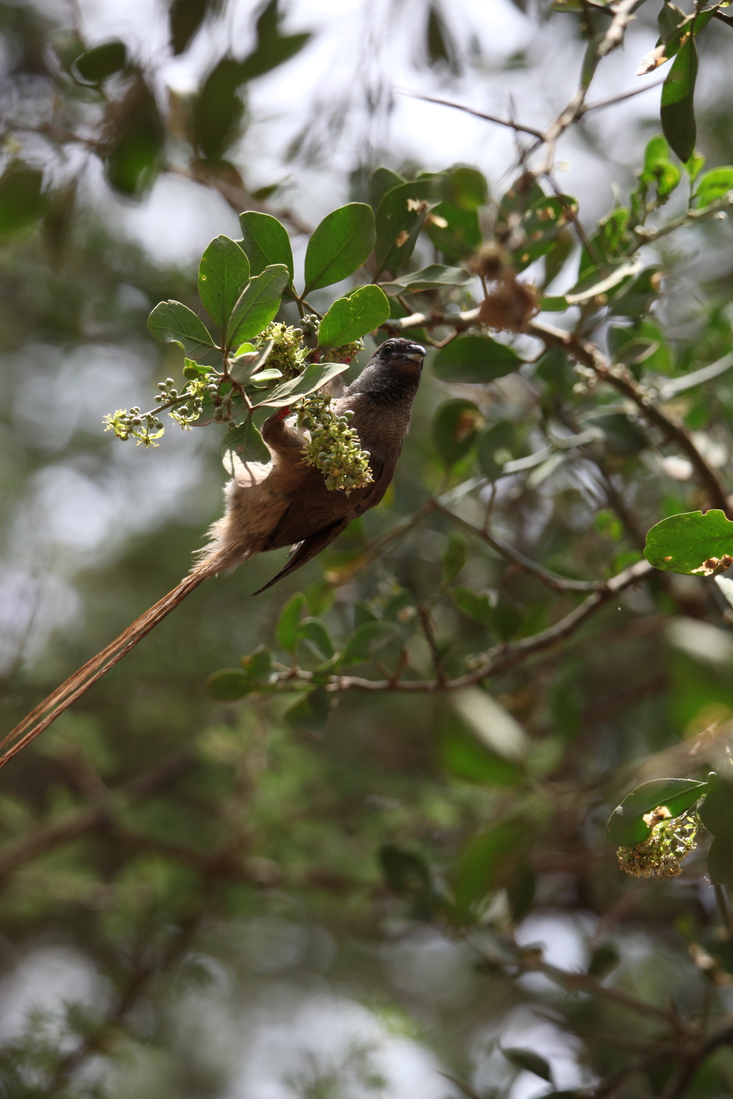 Serengeti N.P. Bruine Muisvogel (Colius Striatus) (0904)