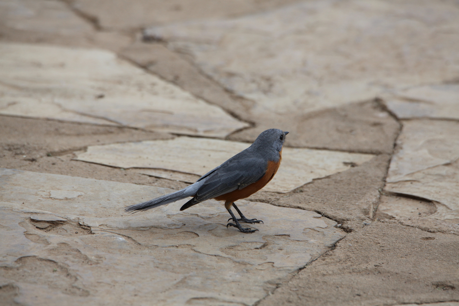 Serengeti N.P. Zilvervliegenvanger (Empidornis Semipartitus) (0925)