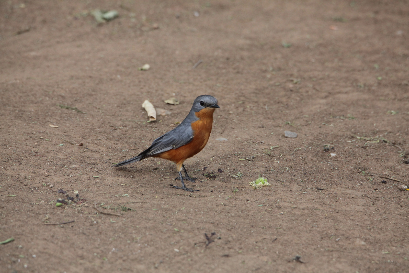 Serengeti N.P. Zilvervliegenvanger (Empidornis Semipartitus) (0926)