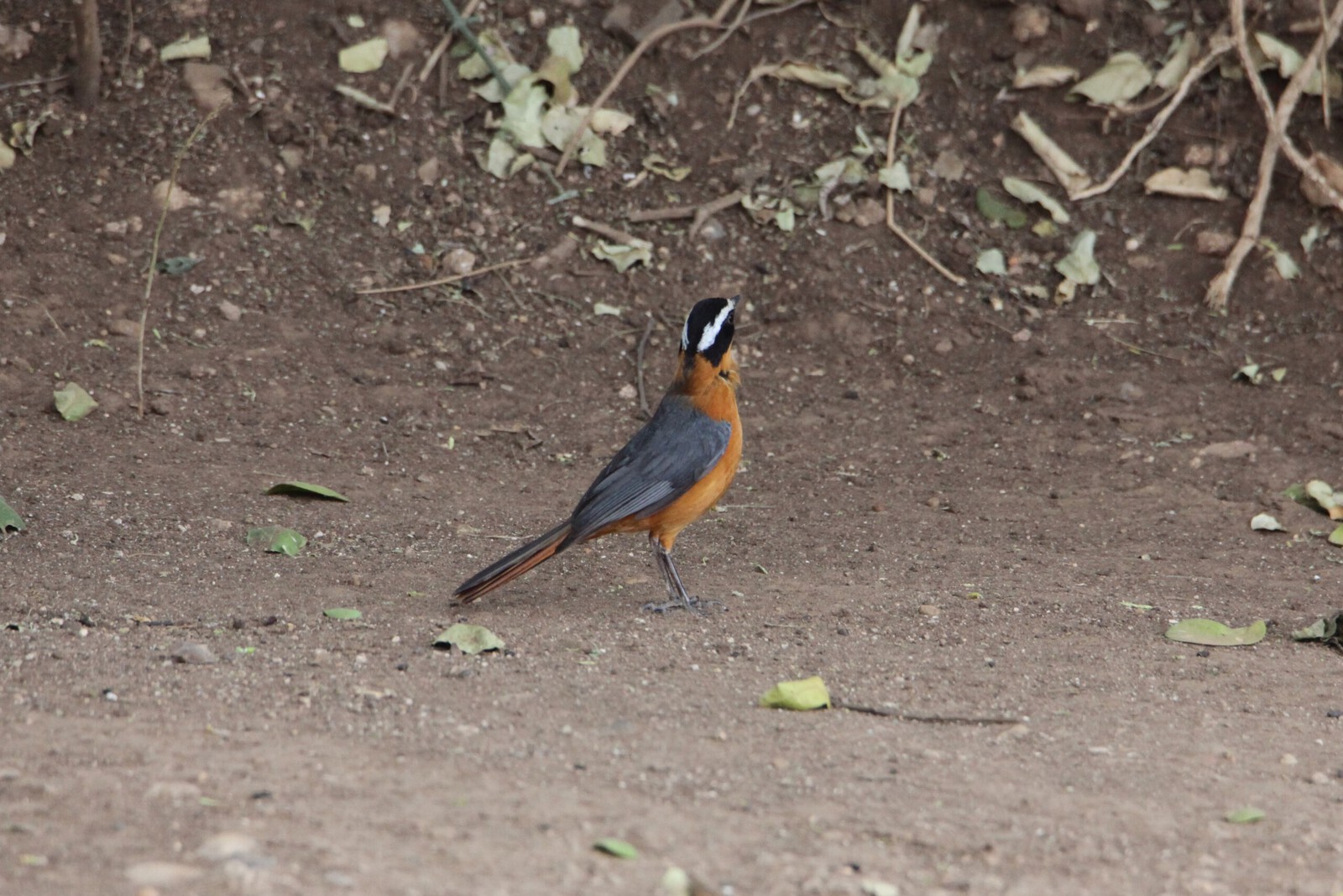 Serengeti N.P. Witbrauwlawaaimaker (Cossypha Heuglini) (0916)