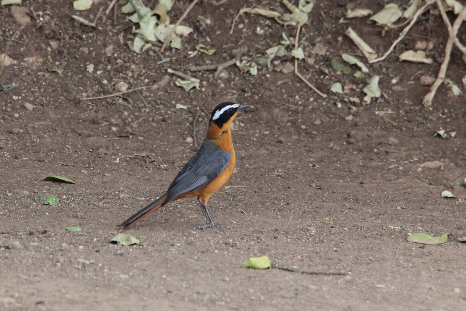 Serengeti N.P. Witbrauwlawaaimaker (Cossypha Heuglini) (0917)