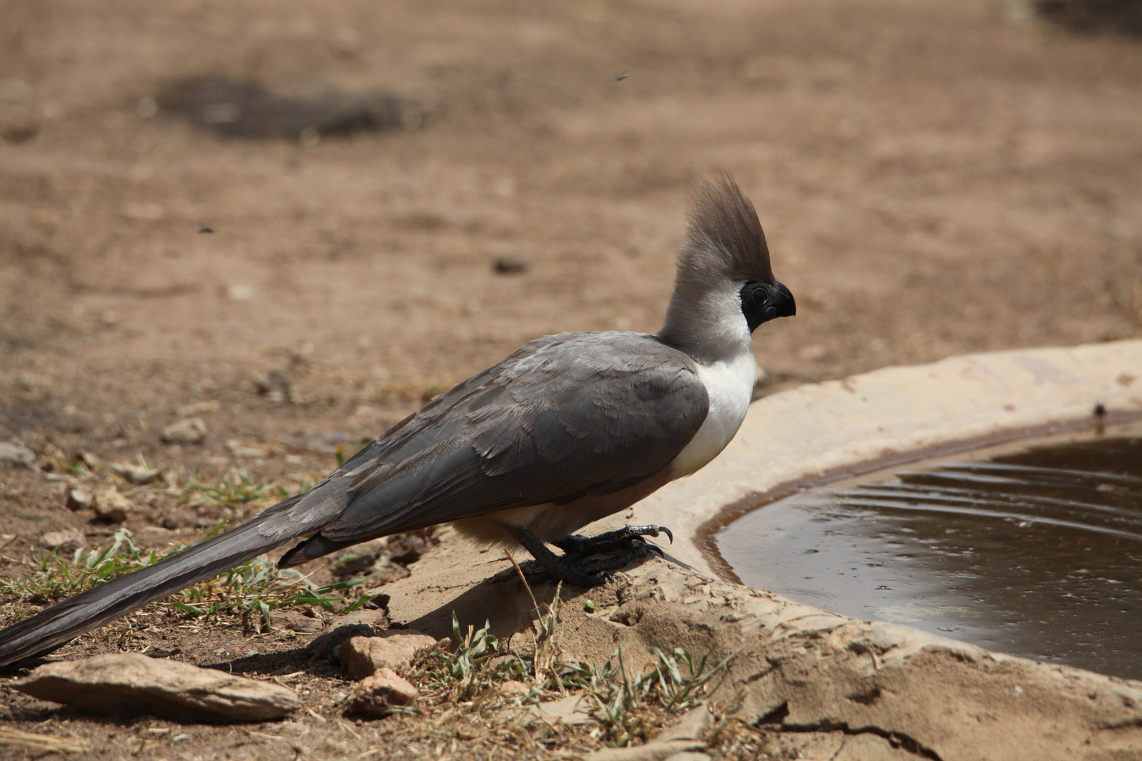 Serengeti N.P. Maskertoerako (Corythaixoides Personatus) (0999)