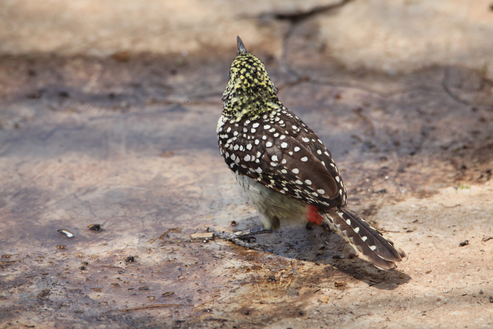 Serengeti N.P. Usambiro Baardvogel (Trachyphonus Usambiro) (0965)