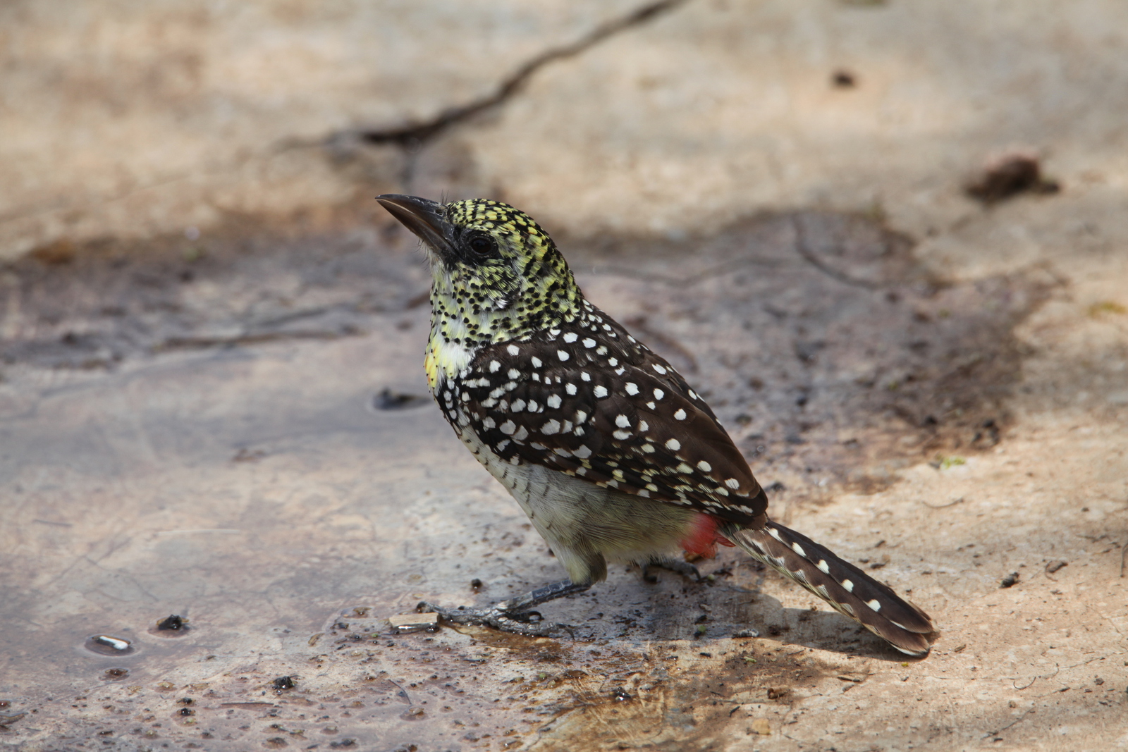 Serengeti N.P. Usambiro Baardvogel (Trachyphonus Usambiro) (0966)