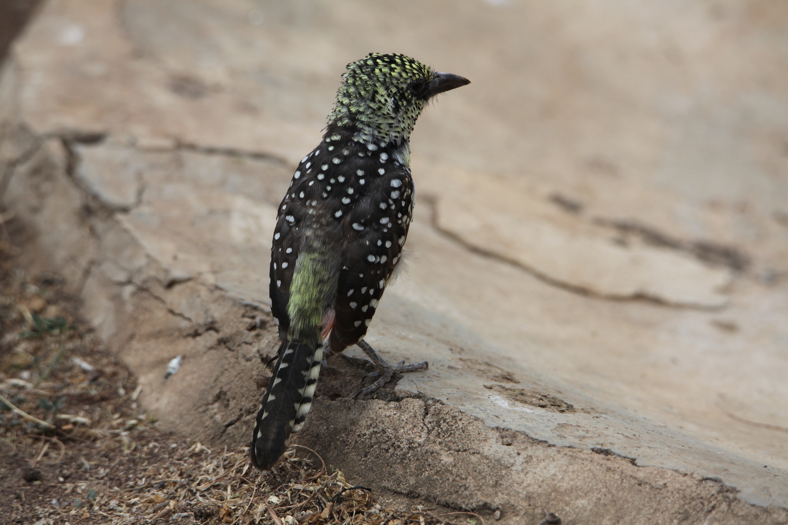 Serengeti N.P. Usambiro Baardvogel (Trachyphonus Usambiro) (0968)