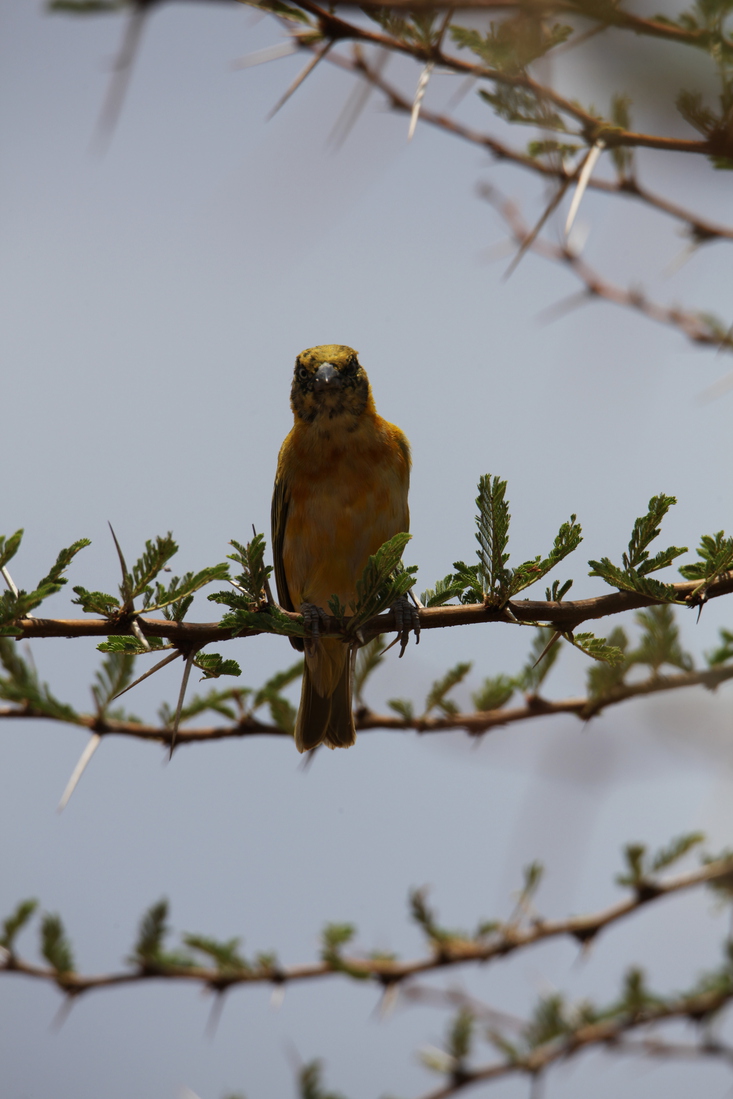 Serengeti N.P. Kleine Textorwever (Ploceus Intermedius) (0972)