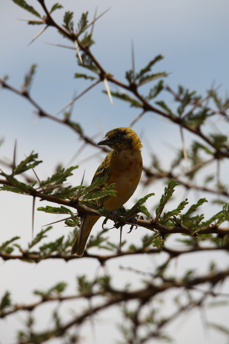 Serengeti N.P. Kleine Textorwever (Ploceus Intermedius) (0973)