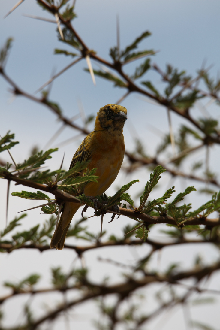 Serengeti N.P. Kleine Textorwever (Ploceus Intermedius) (0974)