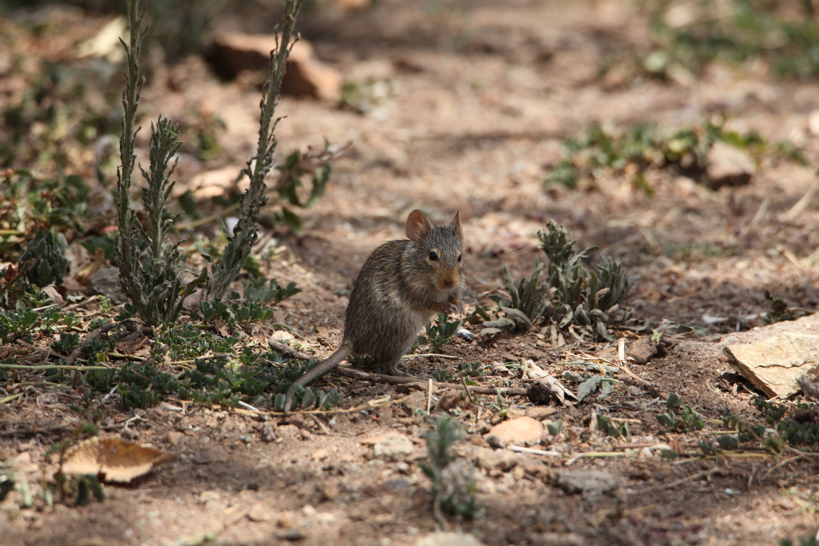 Serengeti N.P. Muis (Nannomys) (0981)