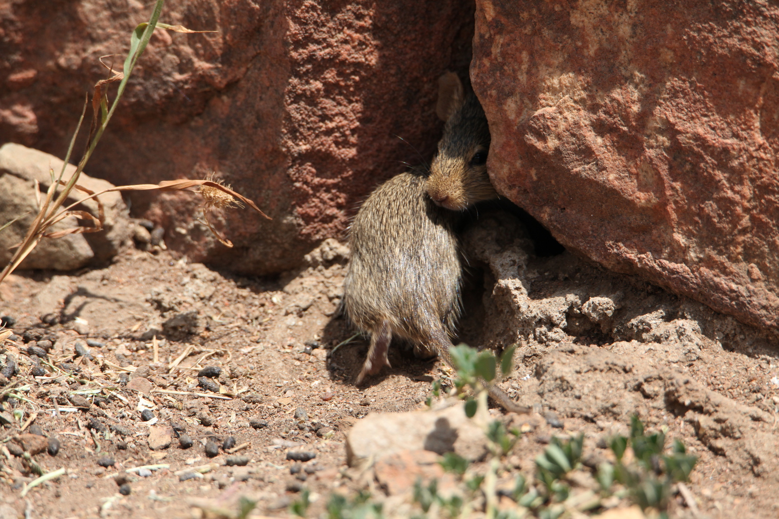 Serengeti N.P. Muis (Nannomys) (0982)