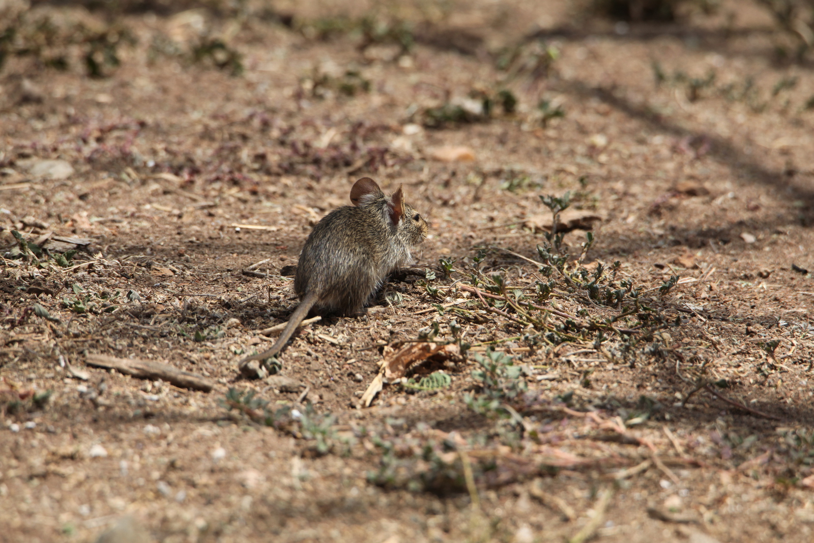 Serengeti N.P. Muis (Nannomys) (0984)