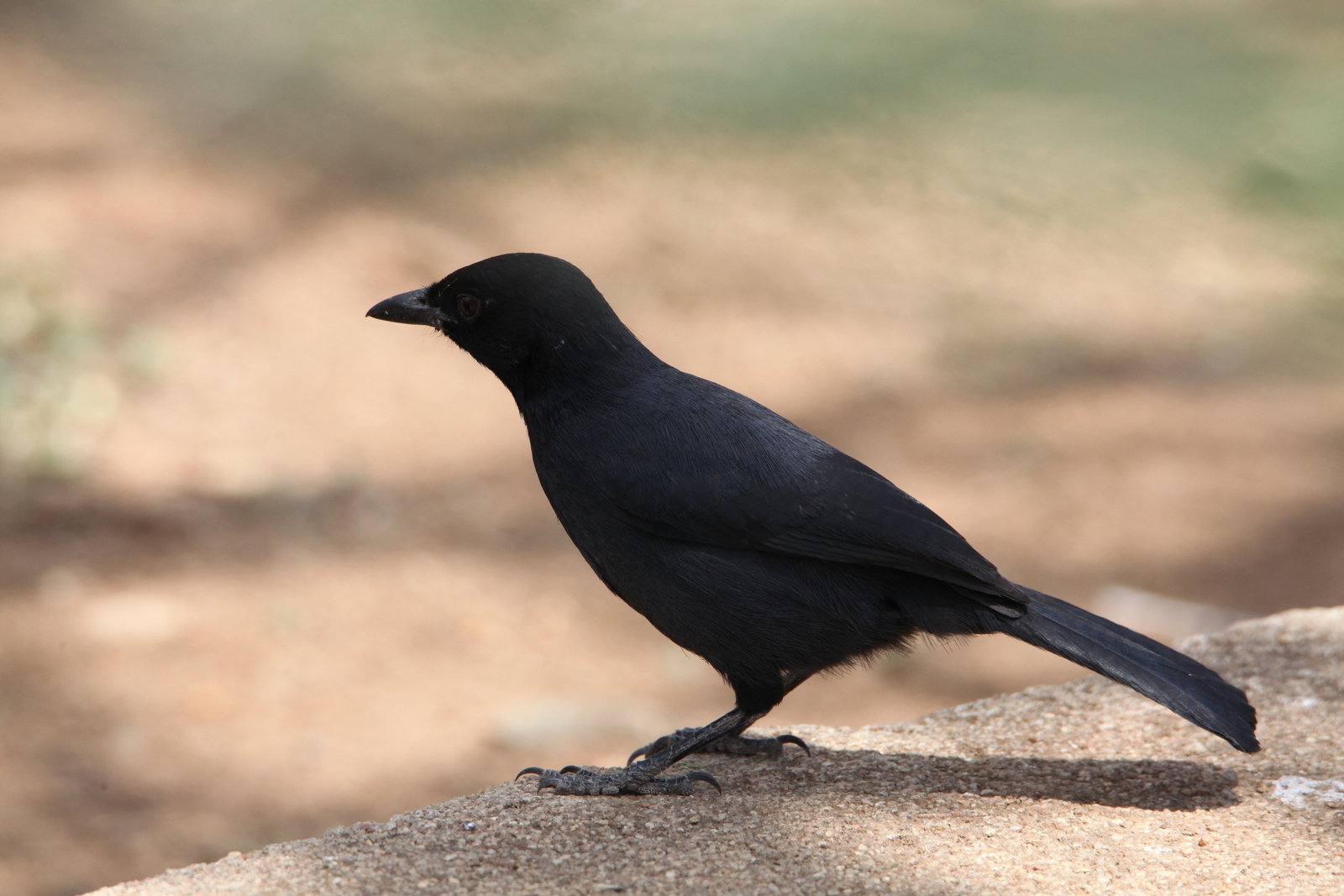 Serengeti N.P. Rechtstaartdrongo (Dicrurus Ludwigii) (0992)