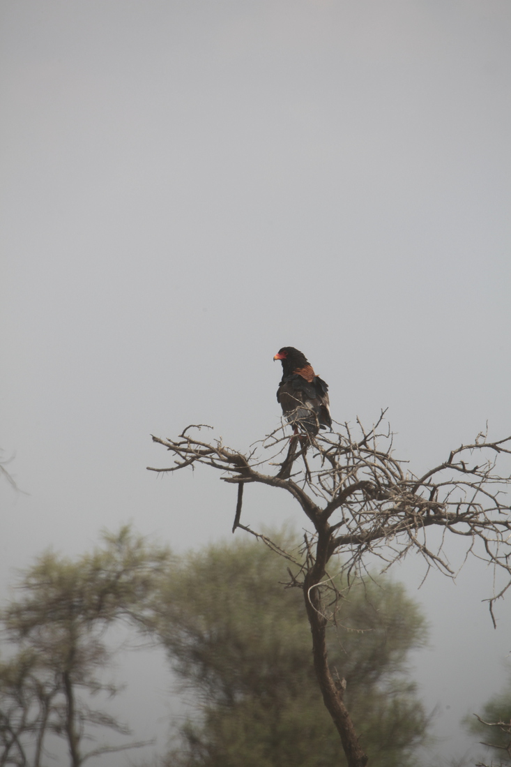 Serengeti N.P. Bateleur (Terathopius Ecaudatus) (1012)