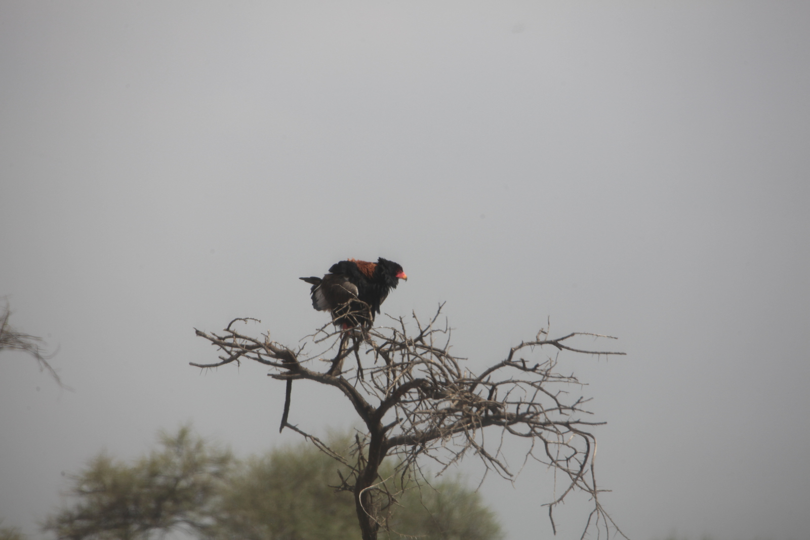 Serengeti N.P. Bateleur (Terathopius Ecaudatus) (1016)