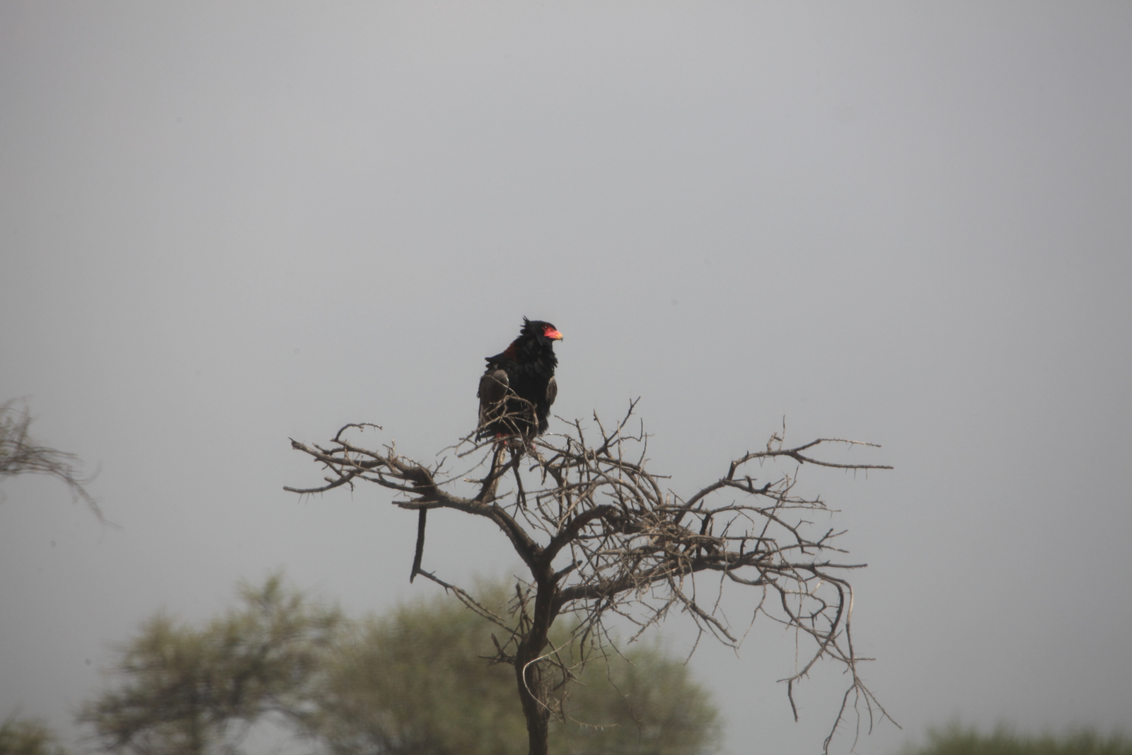 Serengeti N.P. Bateleur (Terathopius Ecaudatus) (1021)