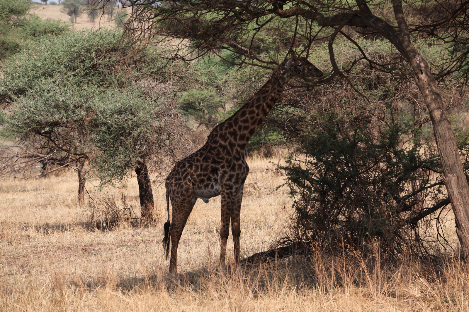 Serengeti N.P. Noordelijke Giraffe (Giraffa Camelopardalis) (1032)