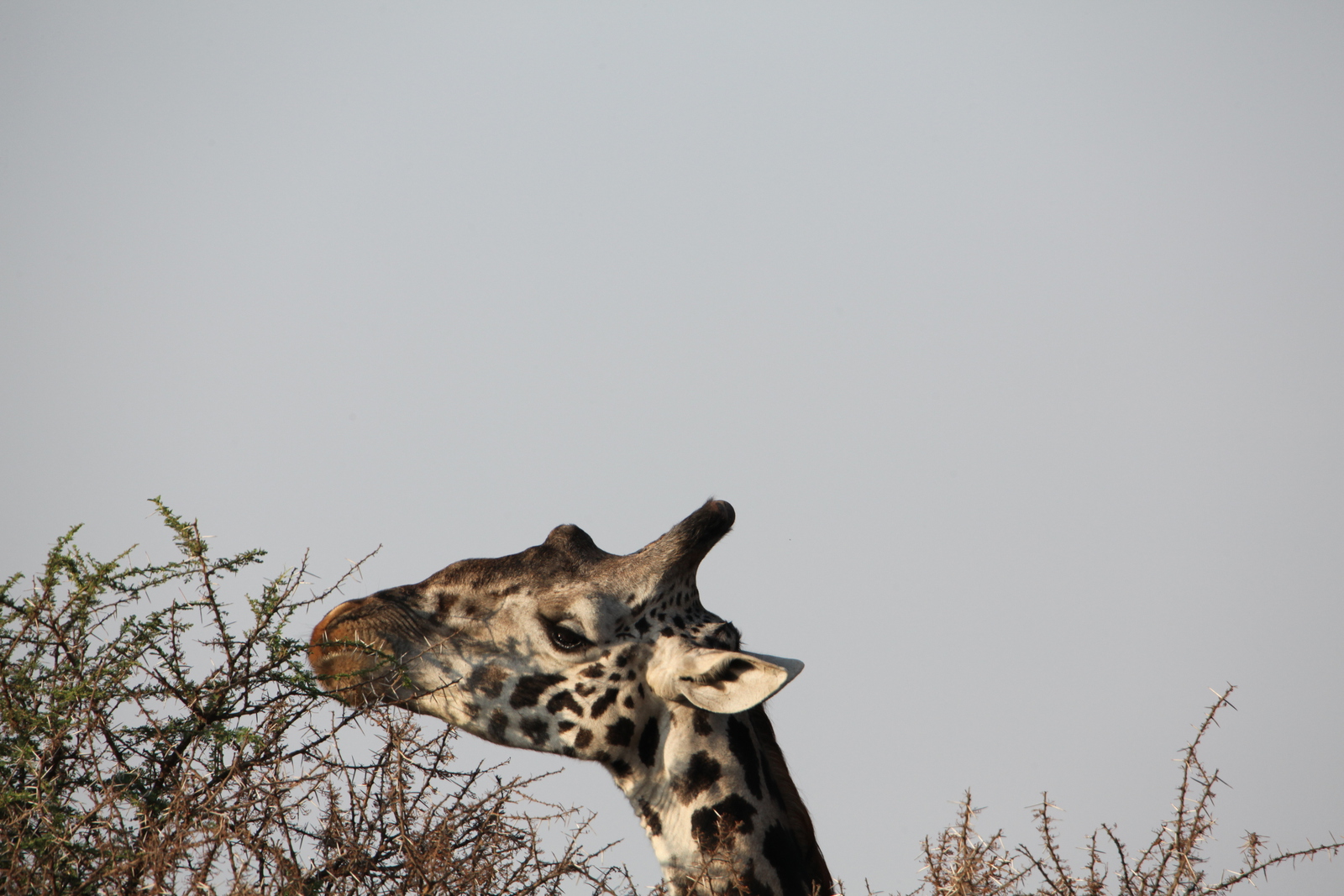 Serengeti N.P. Noordelijke Giraffe (Giraffa Camelopardalis) (1038)