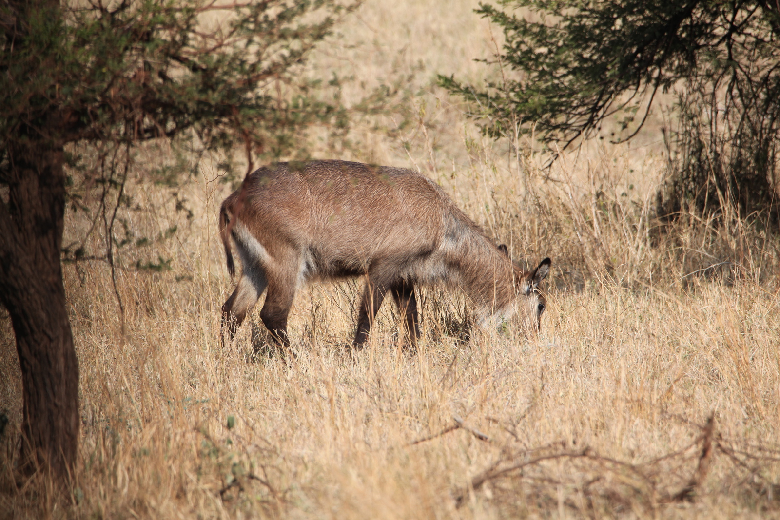 Serengeti N.P. Defassa Waterbok (Kobus Ellipsiprymnus Defassa) (1034)