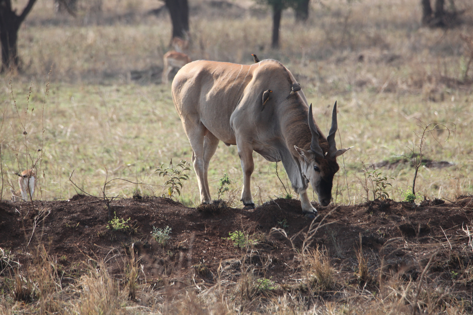 Serengeti N.P. Elandantilope (Tragelaphus Oryx) (1043)