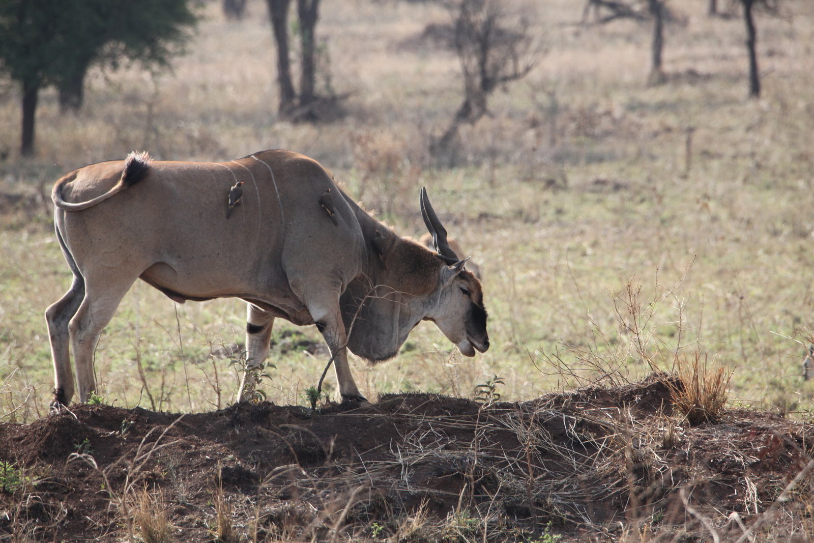 Serengeti N.P. Elandantilope (Tragelaphus Oryx) (1045)