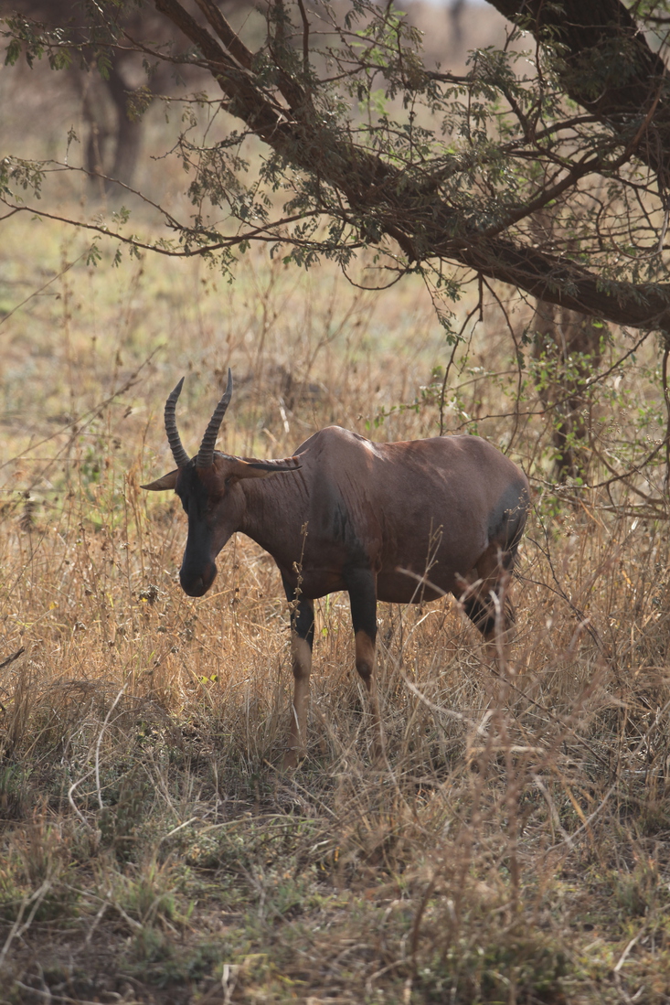 Serengeti N.P. Lierantilope (Damaliscus Lunatus) (1054)