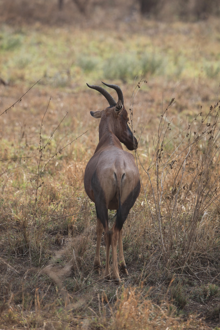 Serengeti N.P. Lierantilope (Damaliscus Lunatus) (1055)