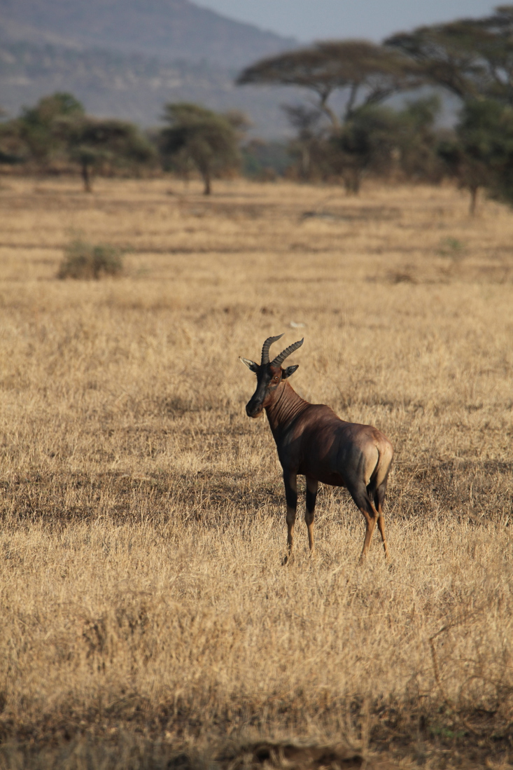 Serengeti N.P. Lierantilope (Damaliscus Lunatus) (1133)