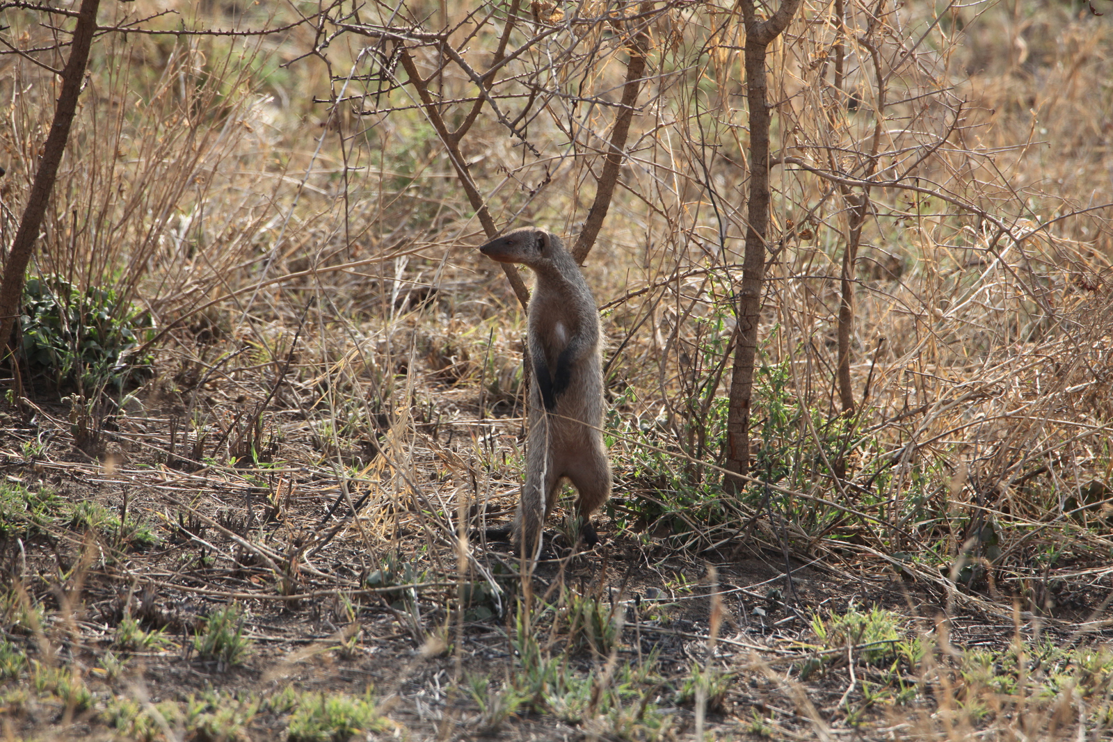 Serengeti N.P. Zebramangoeste (Mungos Mungo) (1061)