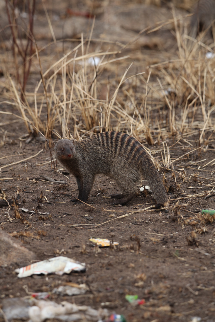 Serengeti N.P. Zebramangoeste (Mungos Mungo) (1474)