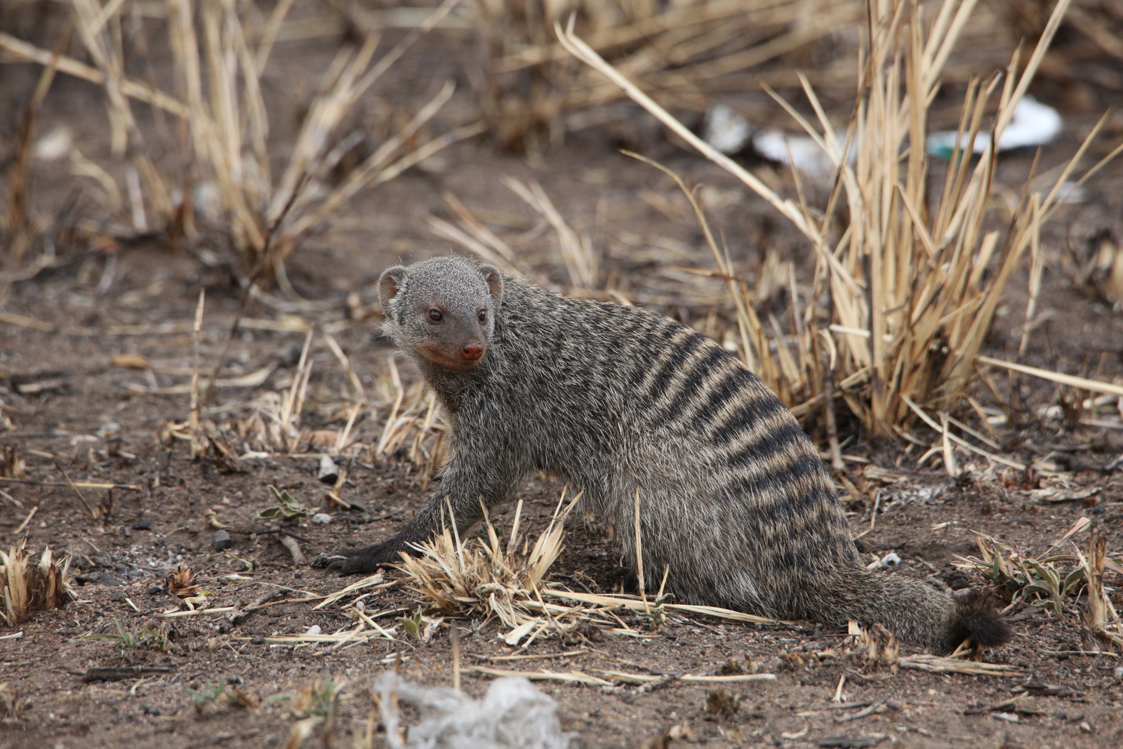 Serengeti N.P. Zebramangoeste (Mungos Mungo) (1477)