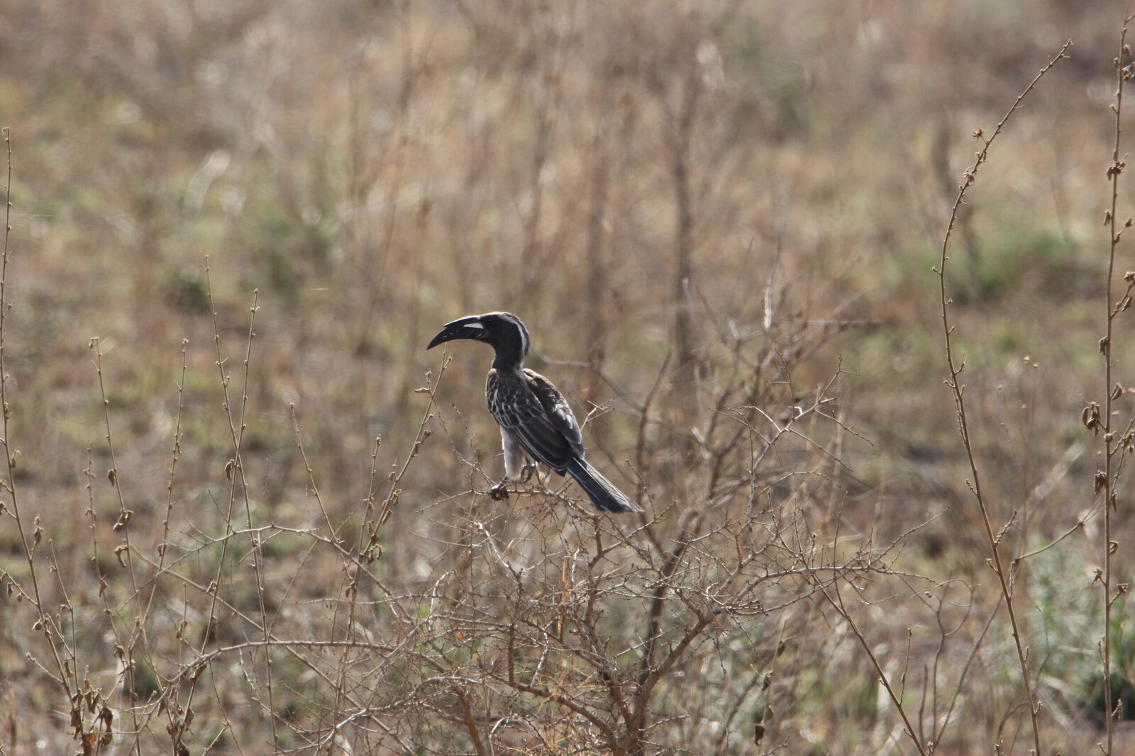 Serengeti N.P. Grijze Tok (Tockus Nasutus) (1066)