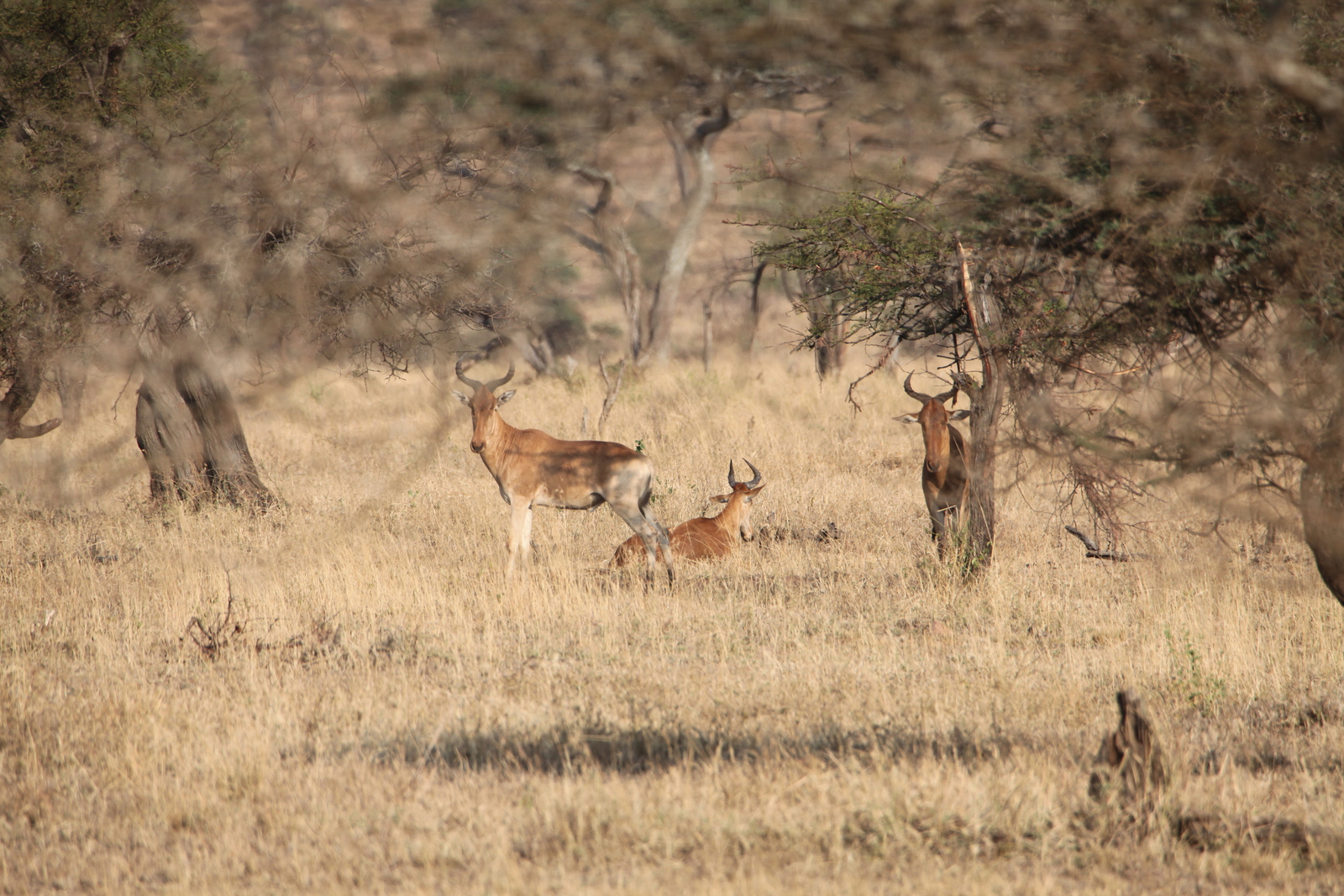 Serengeti N.P. Hartenbeest (Alcelaphus Buselaphus) (1091)