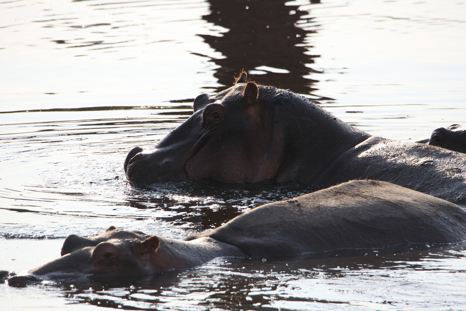 Serengeti N.P. Nijlpaard (Hippopotamus Amphibius) (1097)