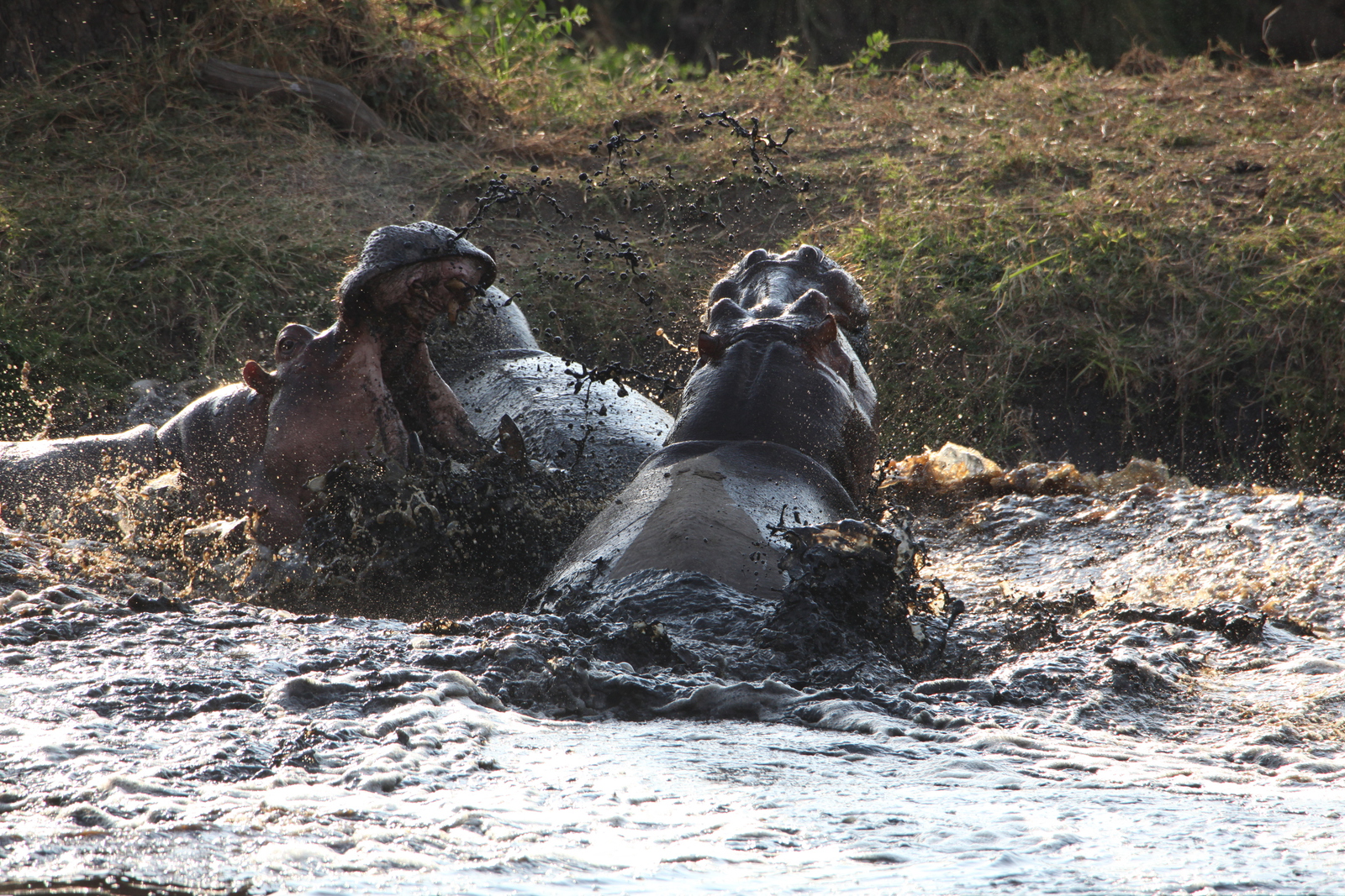 Serengeti N.P. Nijlpaard (Hippopotamus Amphibius) (1099)