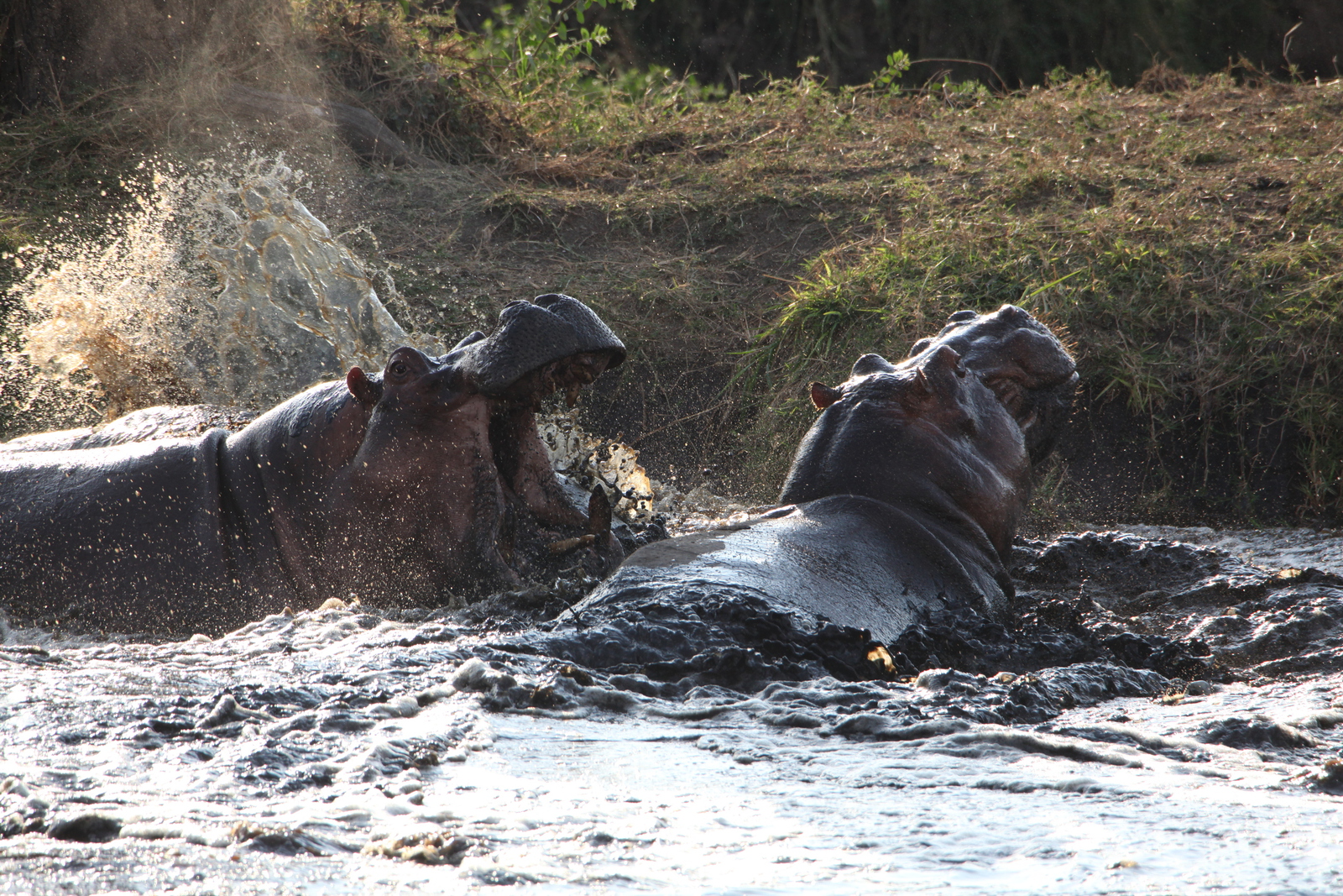 Serengeti N.P. Nijlpaard (Hippopotamus Amphibius) (1100)