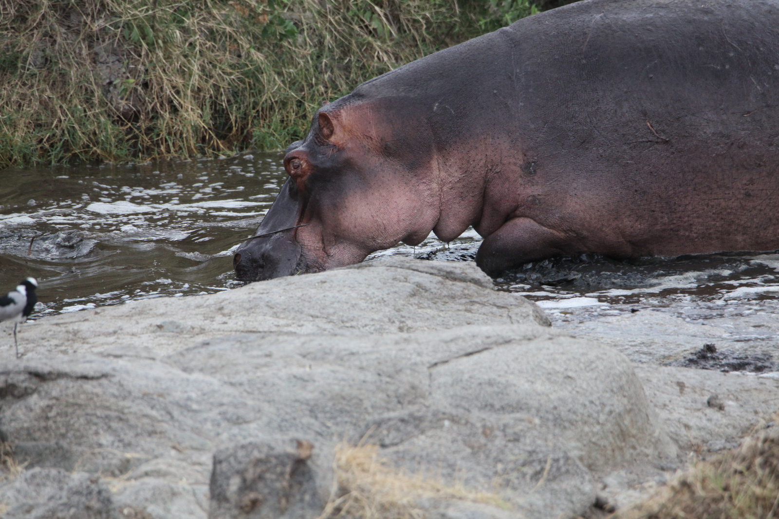 Serengeti N.P. Nijlpaard (Hippopotamus Amphibius) (1549)