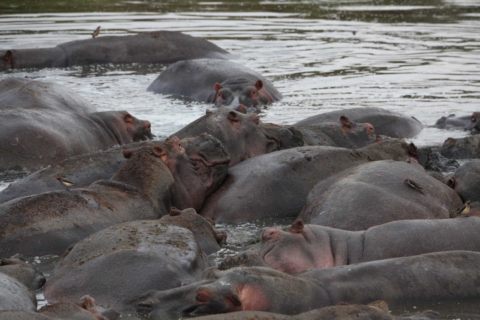 Serengeti N.P. Nijlpaard (Hippopotamus Amphibius) (1595)