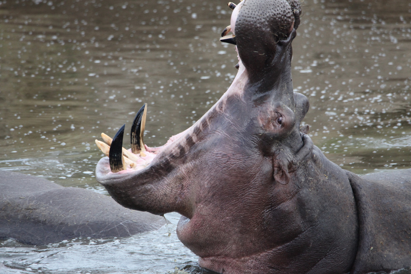 Serengeti N.P. Nijlpaard (Hippopotamus Amphibius) (1608)