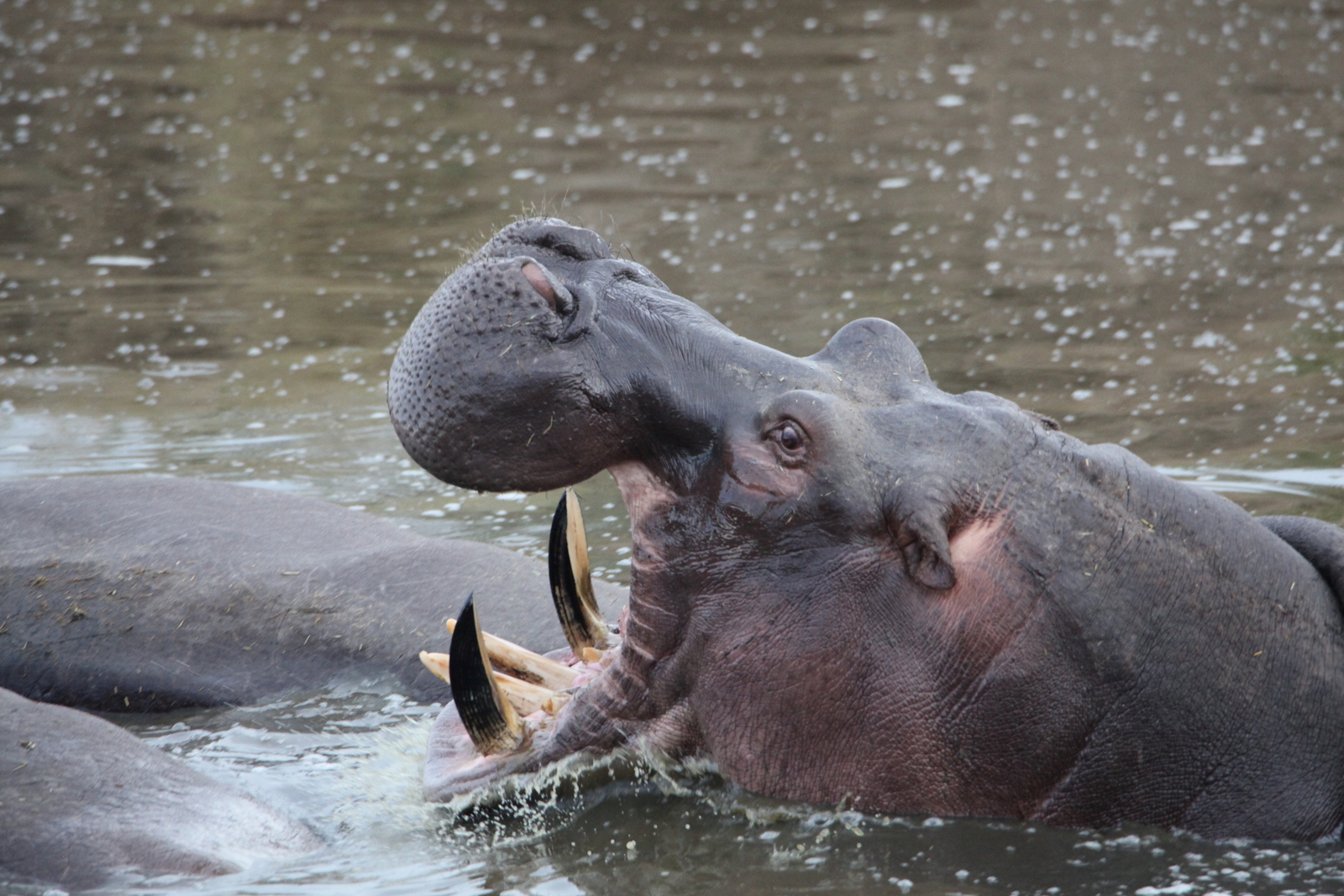 Serengeti N.P. Nijlpaard (Hippopotamus Amphibius) (1609)