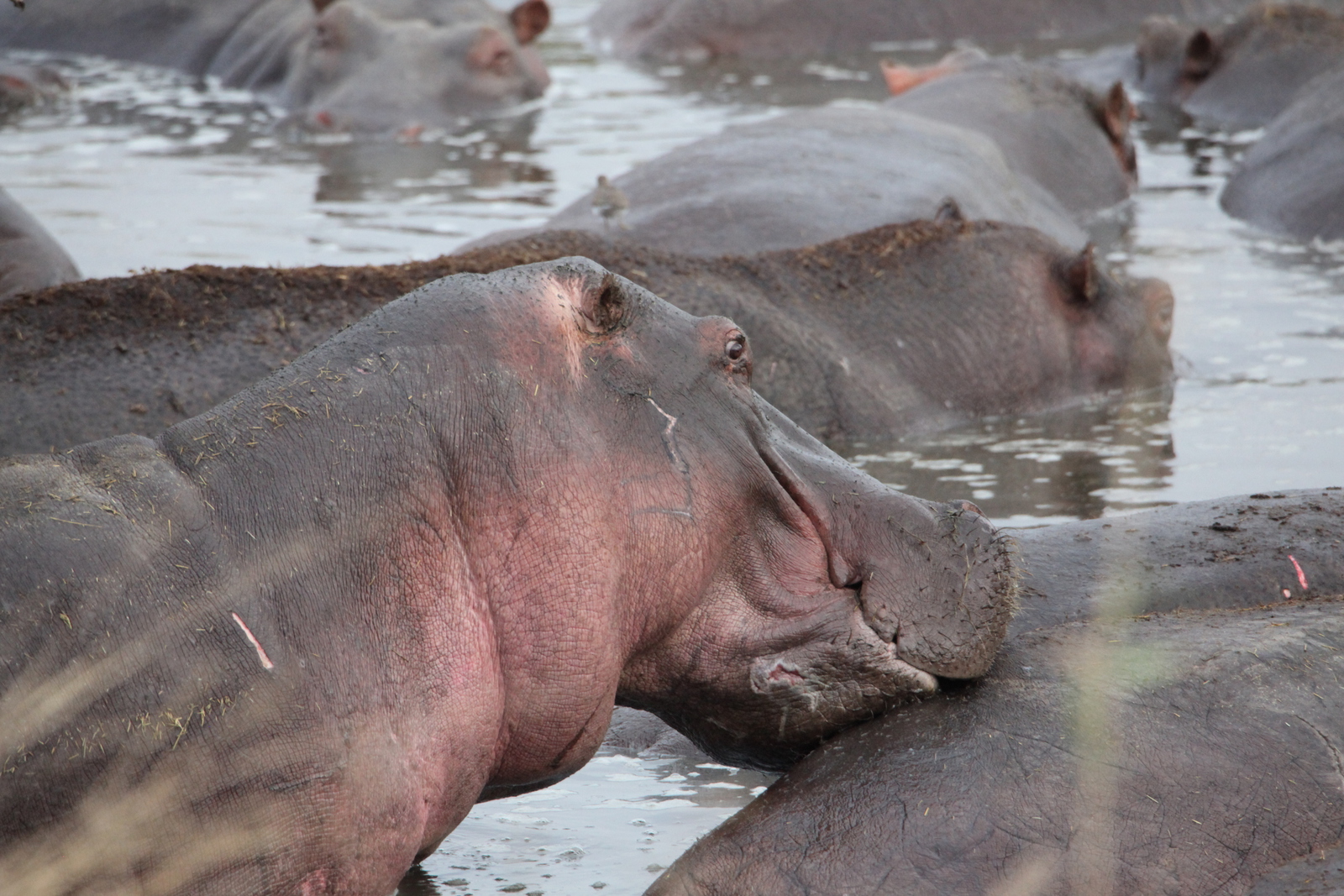 Serengeti N.P. Nijlpaard (Hippopotamus Amphibius) (1612)