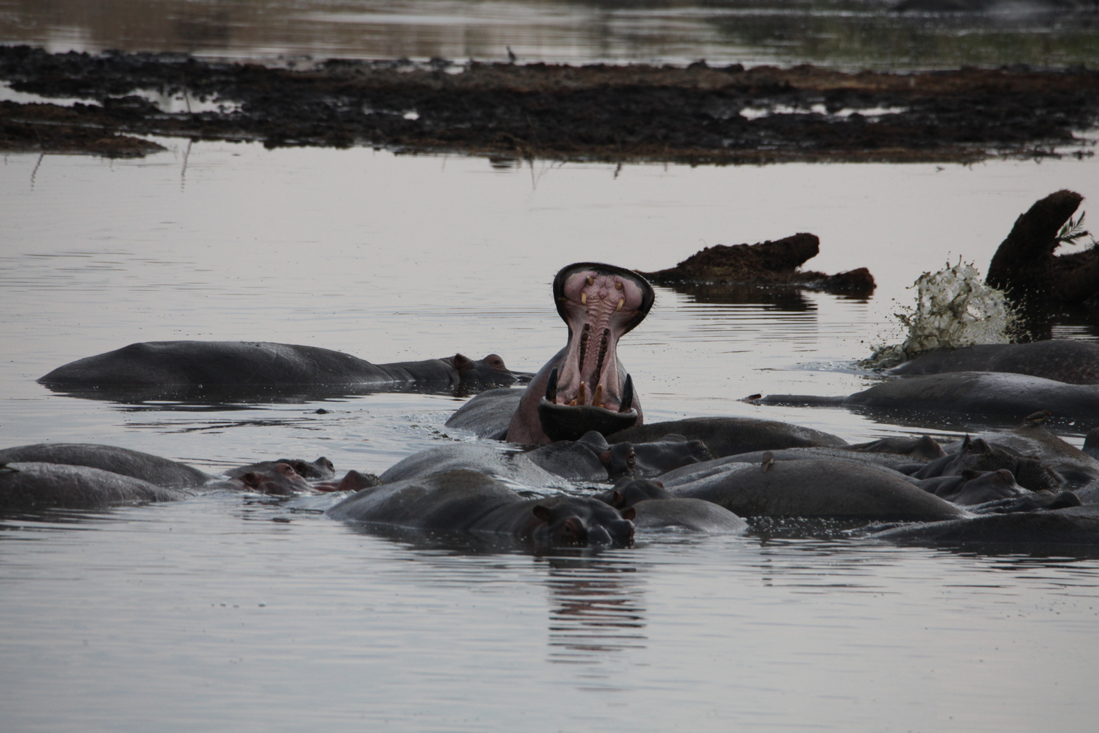 Serengeti N.P. Nijlpaard (Hippopotamus Amphibius) (1614)