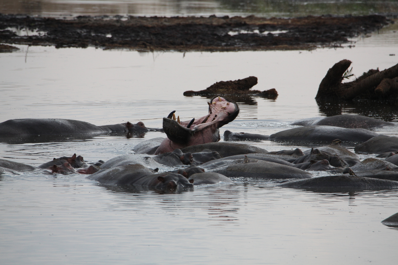 Serengeti N.P. Nijlpaard (Hippopotamus Amphibius) (1616)