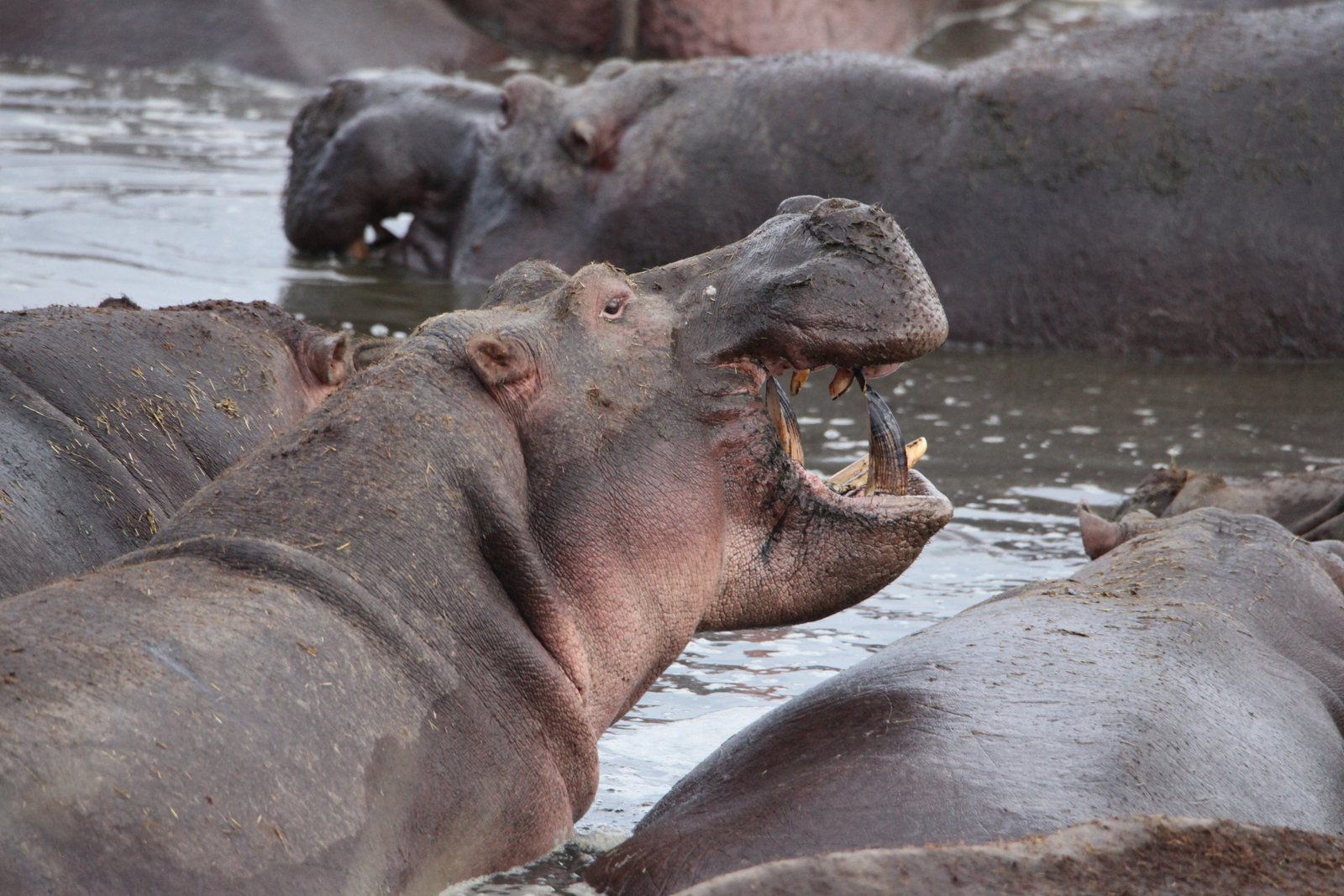 Serengeti N.P. Nijlpaard (Hippopotamus Amphibius) (1620)